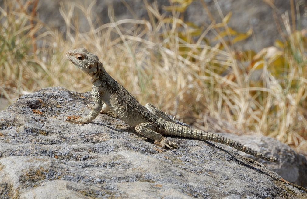 Georgian wild life