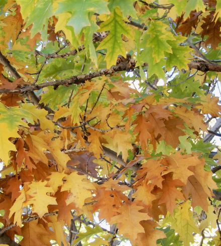October is the best time to visit Sofia.  The weather is still warm and crispy, and the trees in the streets and parks are dressed in wonderful colors.