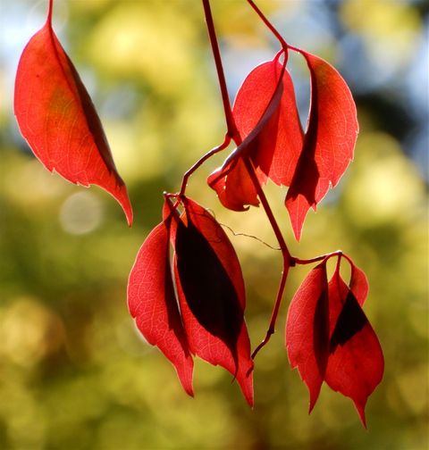 Automn leaves.