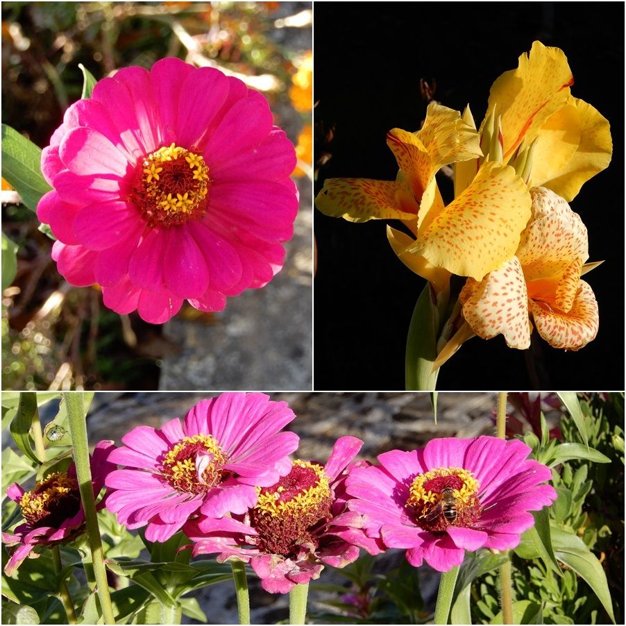 Flowers of the Argolian land