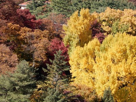 Automn colors