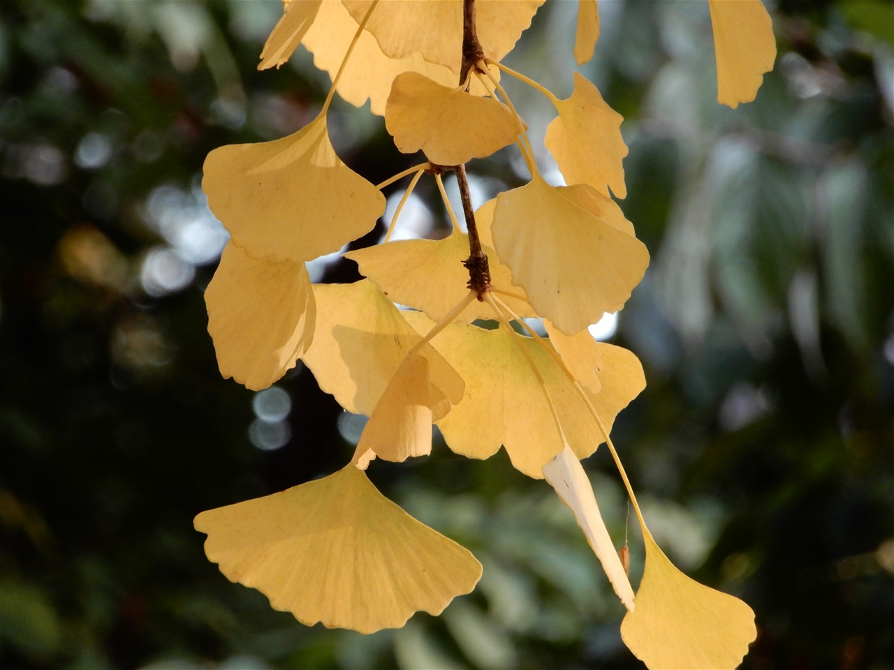 Gingko tree, could be the symbol of the city.