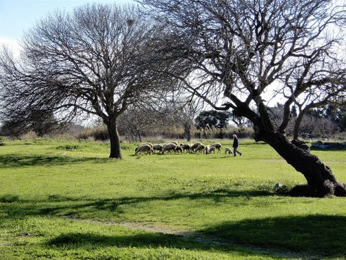 Bucolic landscape at Monte Smith.