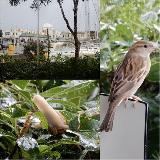 The fauna of Yachting Club café in a rainy day.