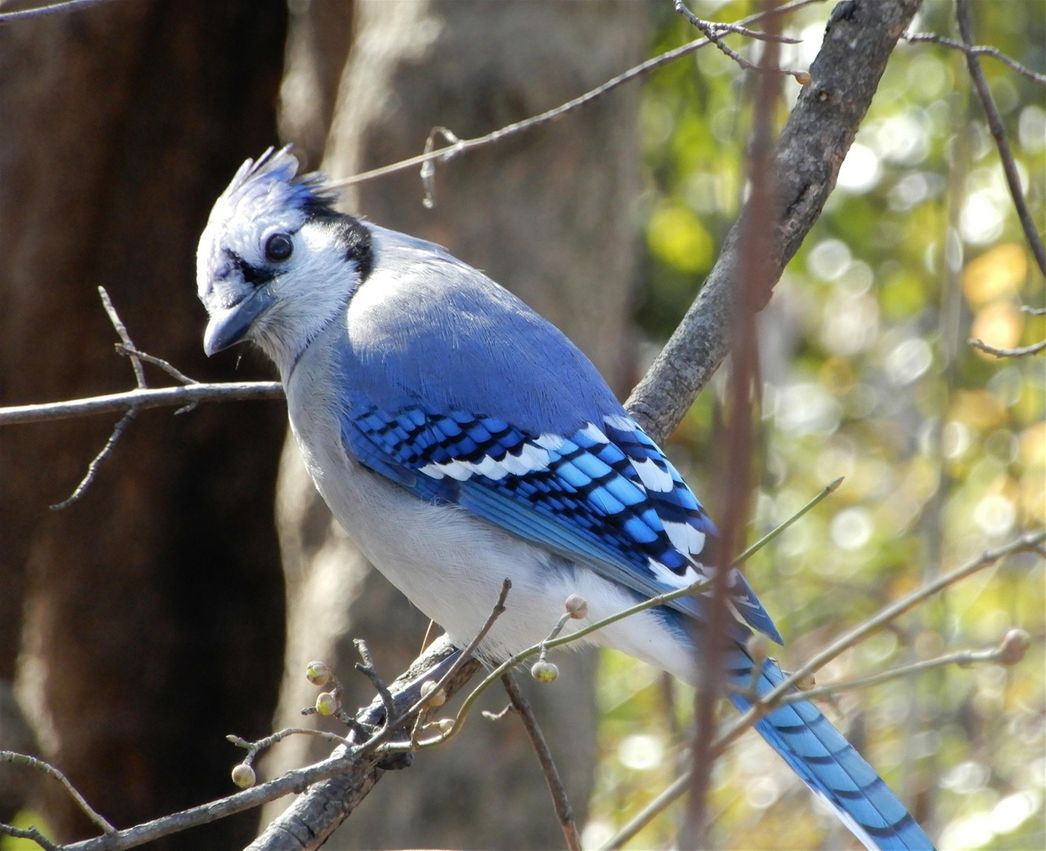 The blue Jay a frequent habitant of Central Park.