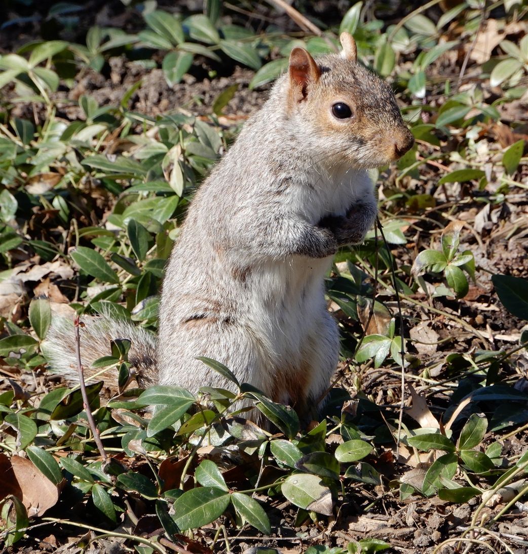A cute Central Park resident.