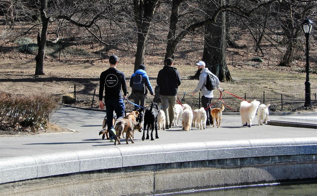 Professional dog-walkers around Central Park's Conservatory Water.