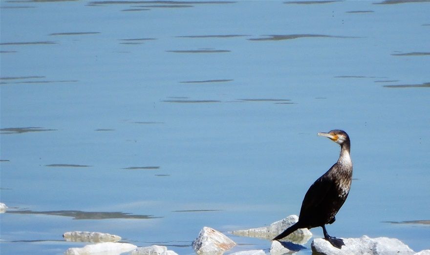 A cormorant at the shores of Lake Karla.