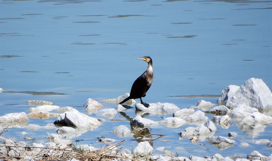 A cormorant at the shores of Lake Karla.