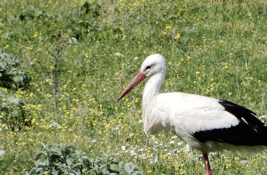 A stork at the shores of Lake Karla.