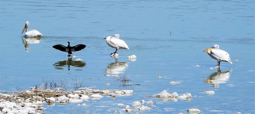 Pelicans and a cormorant at the shores of Lake Karla.