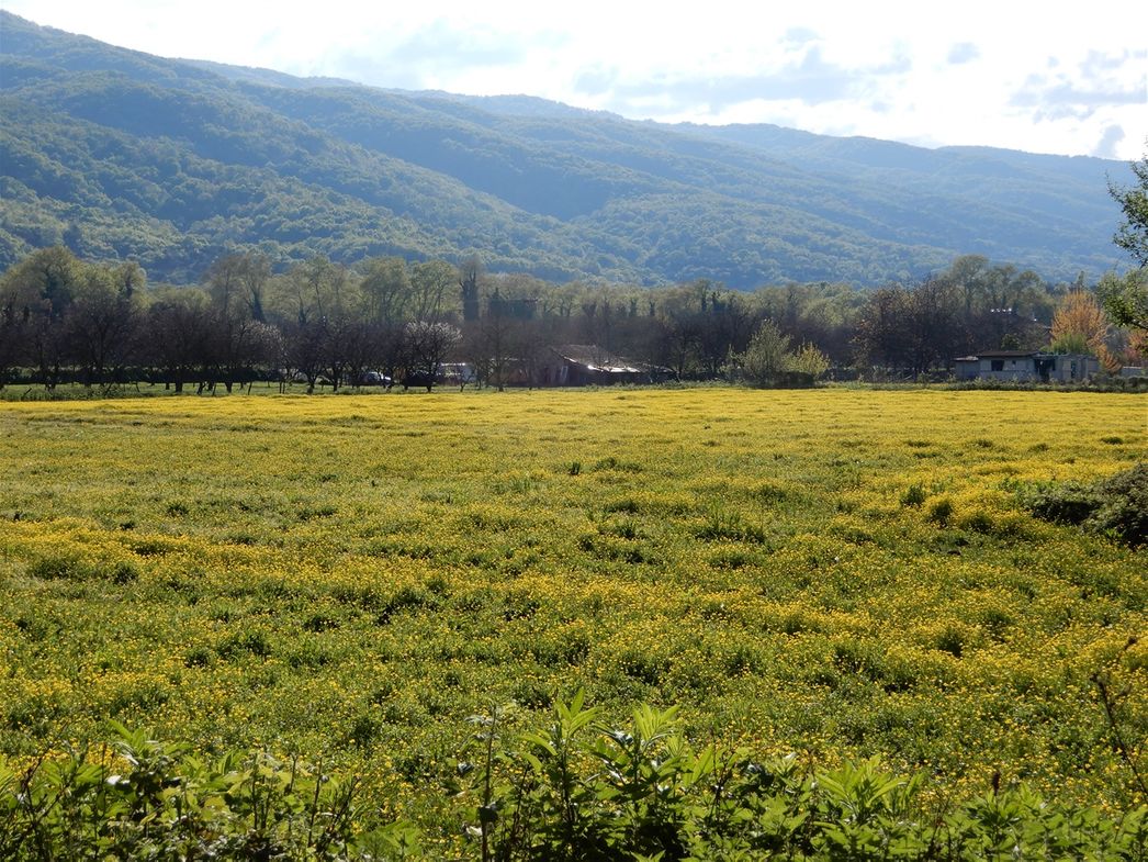 On the road from Alexandrini to Paleopirgos.