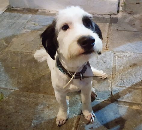 Achileas, the hotel dog I fell in love with.