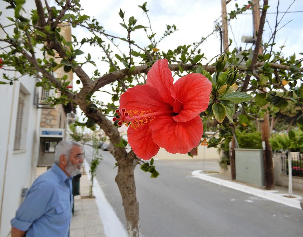 The streets of Methoni are lined with hibiscus trees!