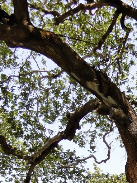 The Tsiklitiras plane tree.