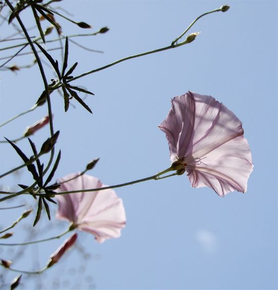 Flowers grown on the tomb walls.
