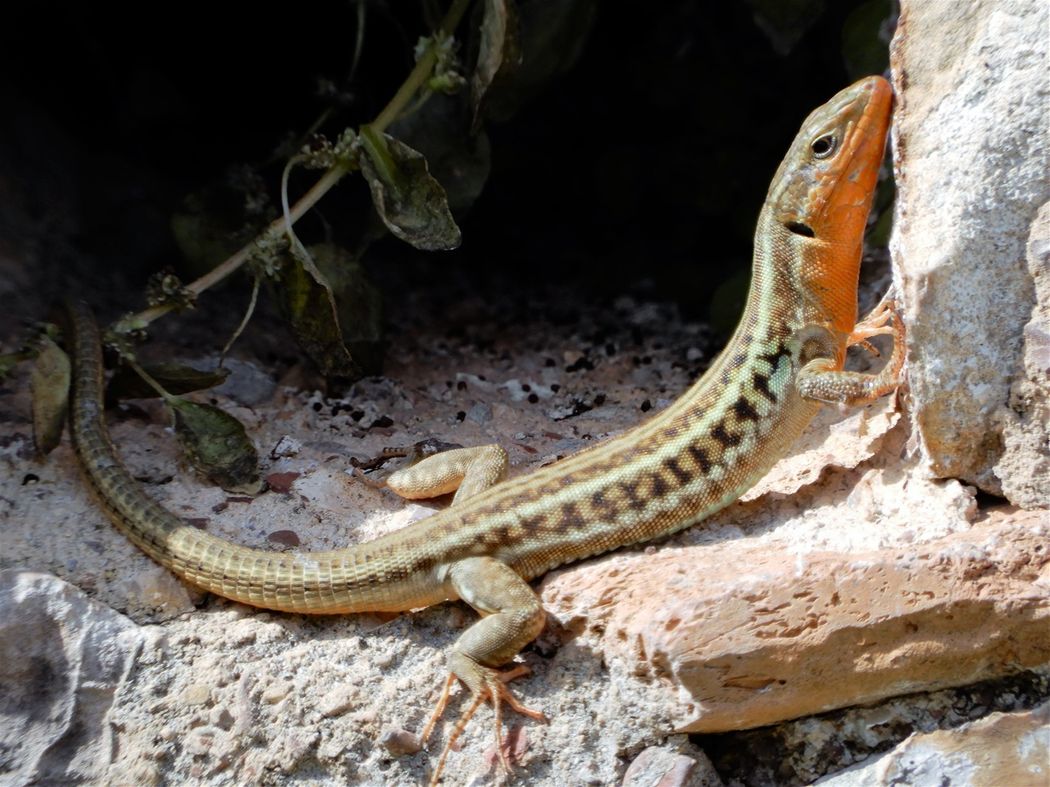 The mighty Androusa lizard... :o)