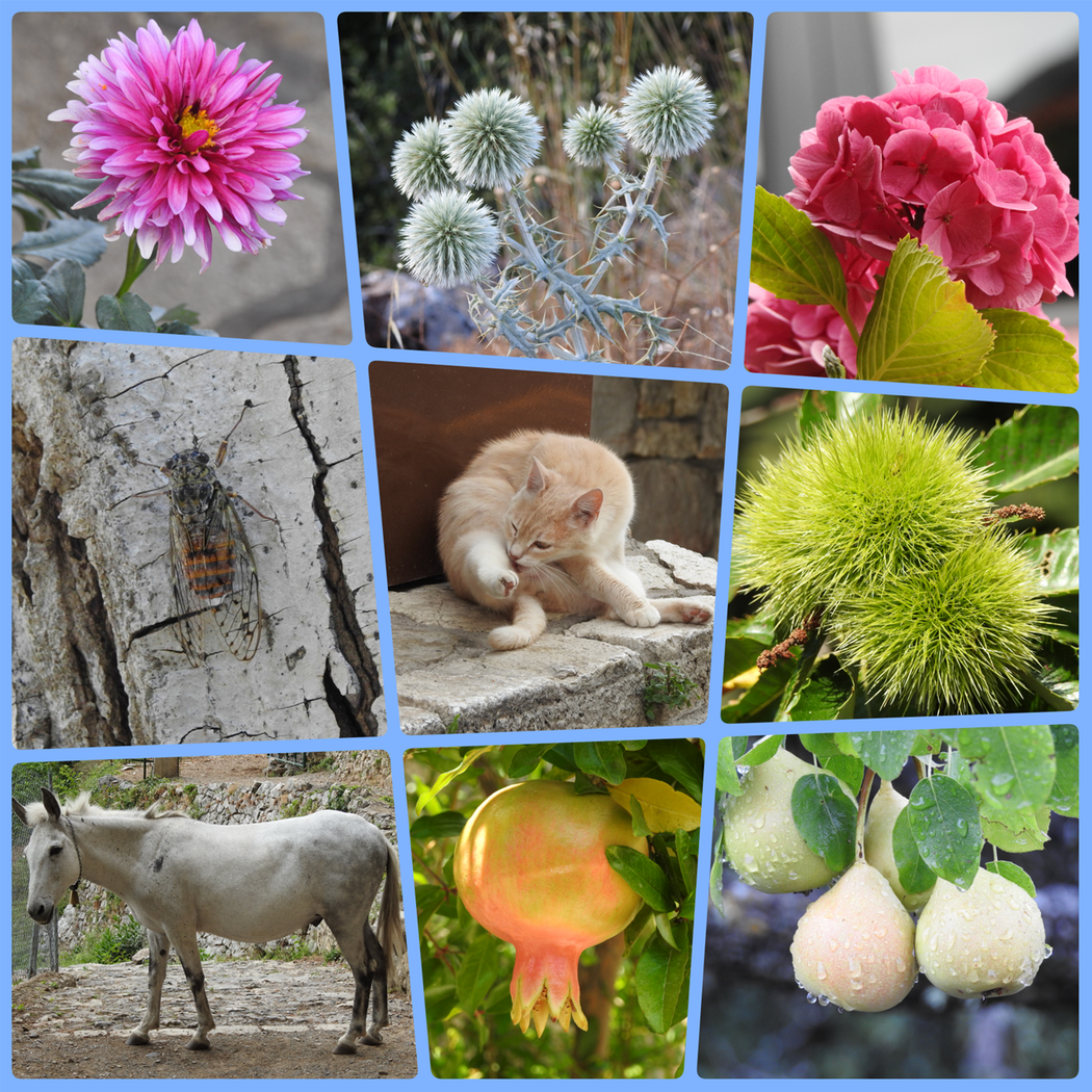 Gortynia flora and fauna.