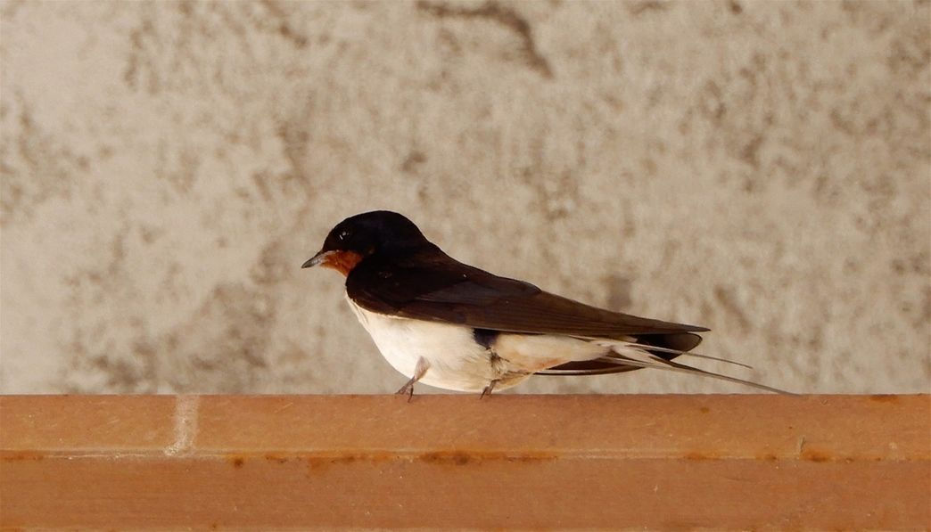 Swallow: maybe the most beloved bird in Greece. This migratory swift-flying songbird with a forked tail and long pointed wings is considered the forerunner of the spring.  Here, photographed outside the lavra katholikon.