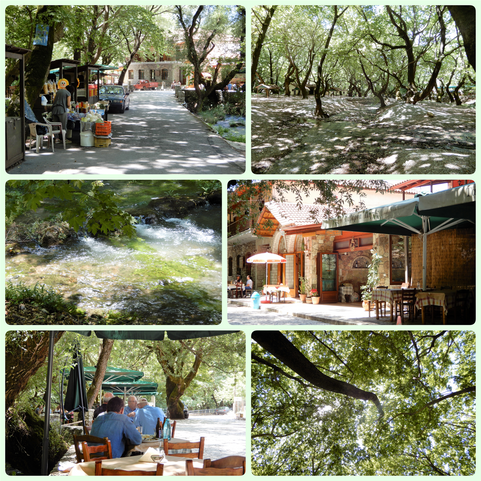 Planitero, the forest and 