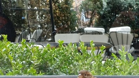 Little birds love L' Institution!