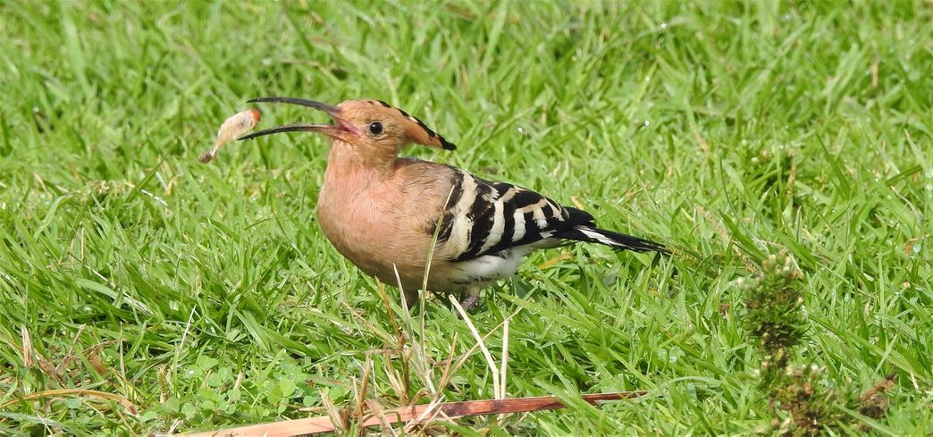 The Peak Park hoopoe.