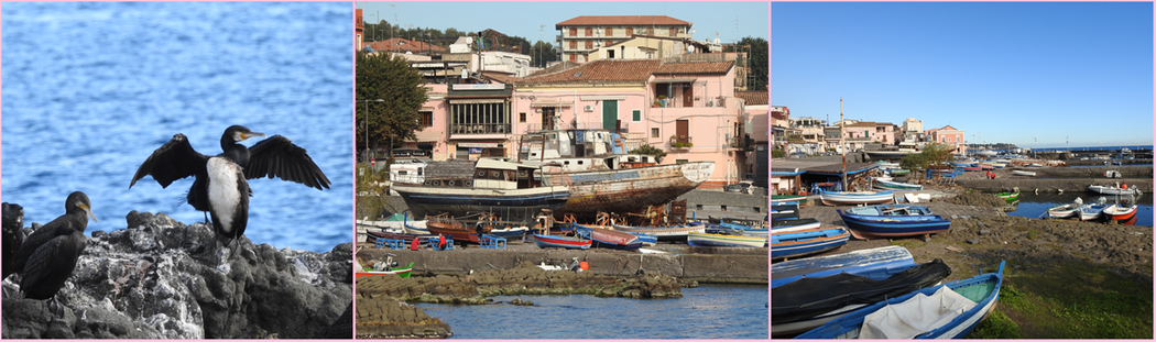 Aci Trezza harbor.