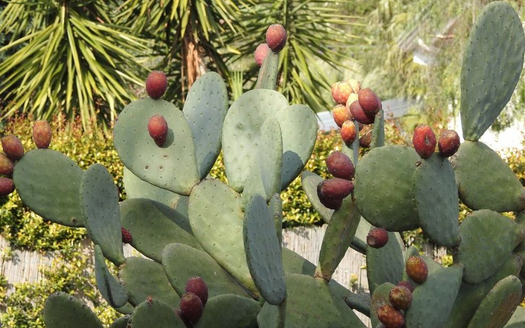 Prickly pears in a garden in Aci Trezza.