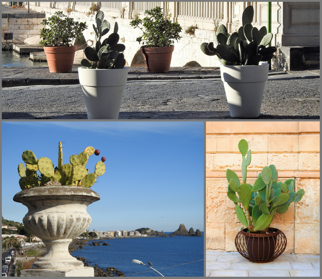 Prickly pears, as decorative plants, are everywhere.