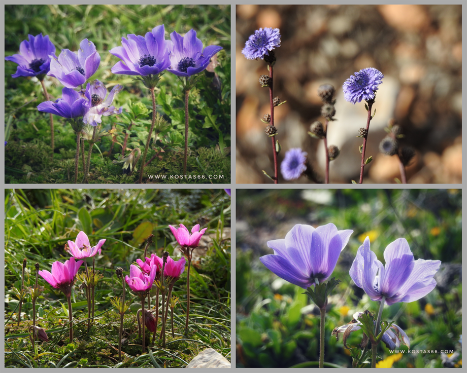 Monastery flora.