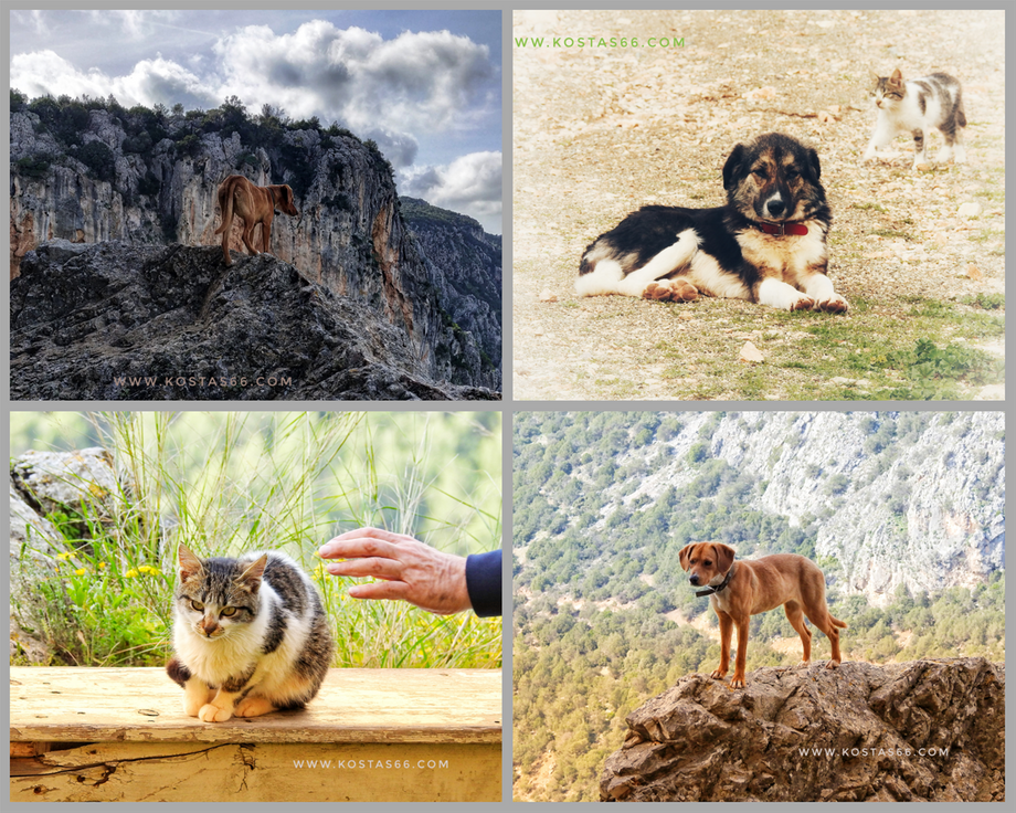 The monastery pets.