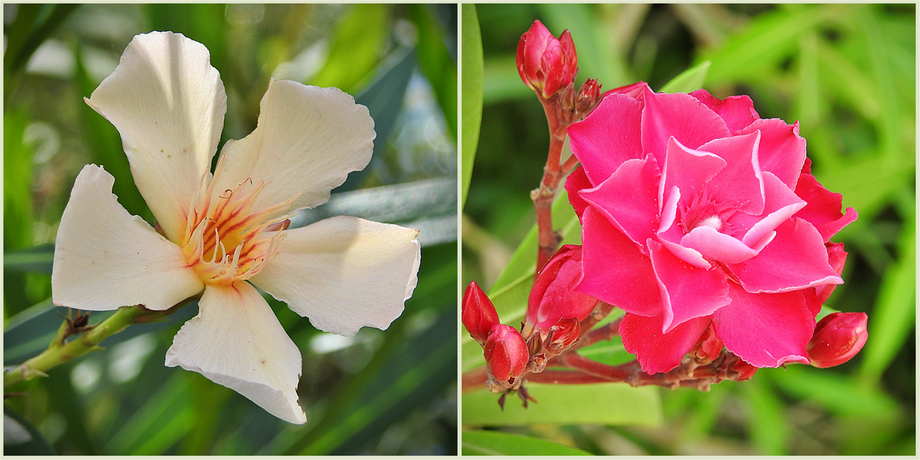 Flora of the archeological site.