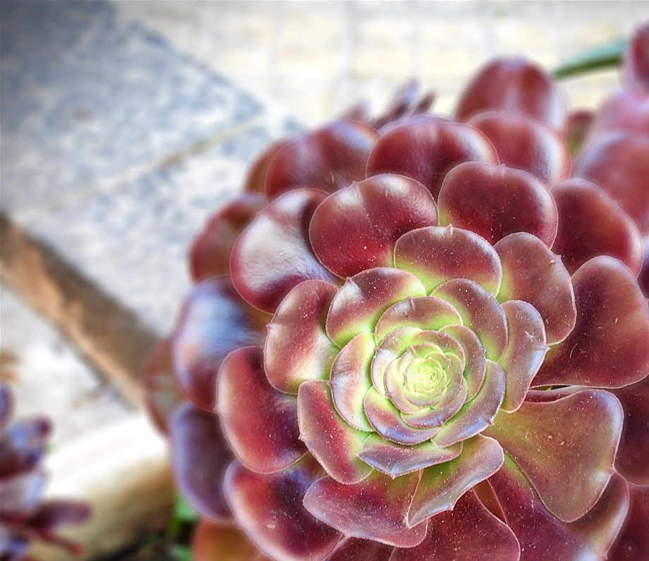 Α succulent plant.