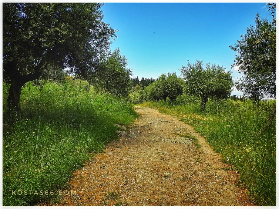 A path among the olive trees.