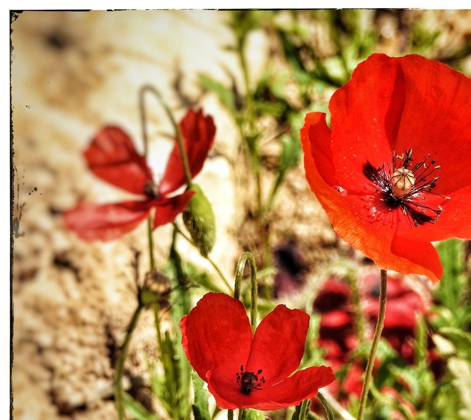 Monastery flora.