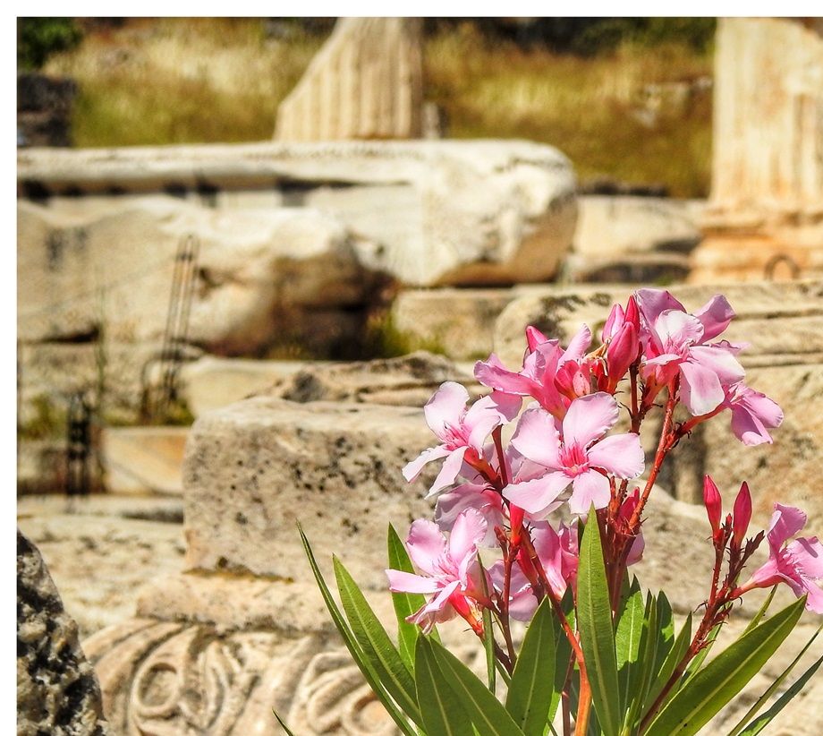 Nerium (oleander) flowers growing at Greater Propylaea.