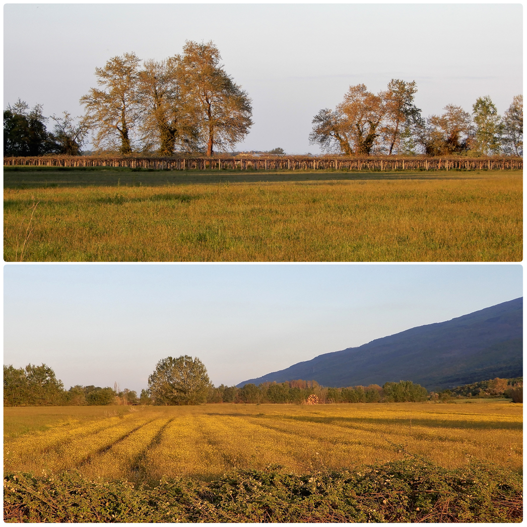 Cultivated areas of the Delta.