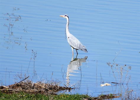 A heron at the shores of Lake Karla.