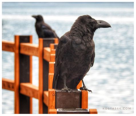 Crows in Shikotsu lake.