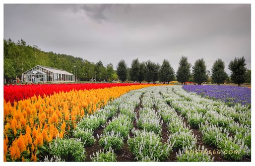 Summer in Furano area.  Four seasons are very distinctive in Hokkaido.