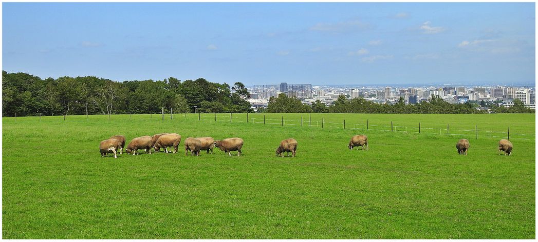 Sheep graze on Observation Hill for almost 150 years.