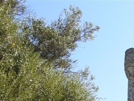 Castle of Grigorakides.